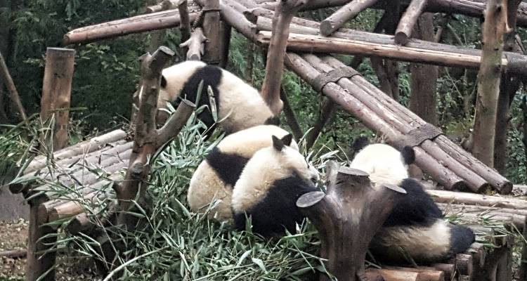 Pandas fressen Bambus in einem Gehege.