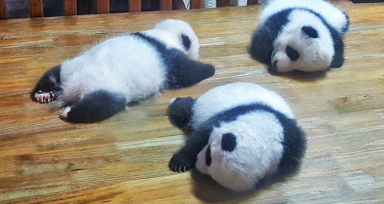 Drei Babypandas ruhen zusammen auf einer Holzoberfläche.