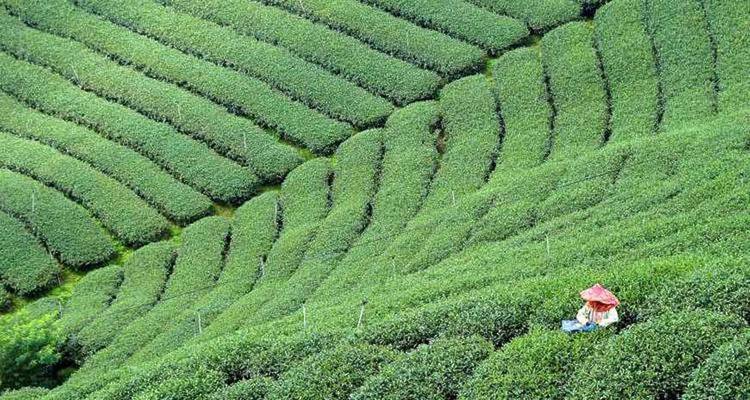 Man working in a lush green tea plantation.