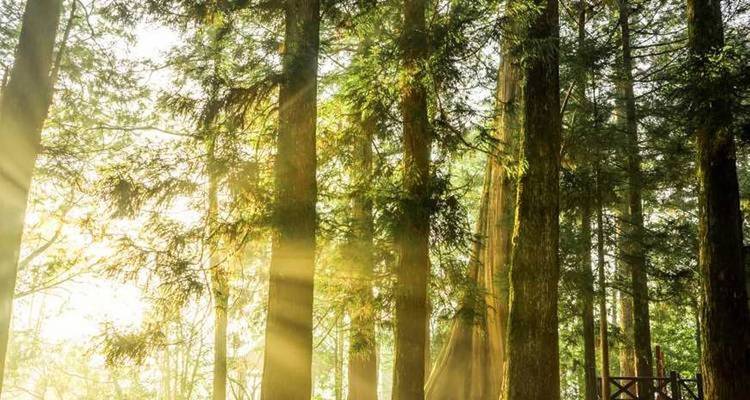 Sunlight filtering through tall forest trees.
