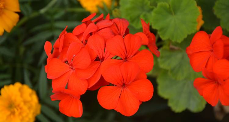 Gros plan de fleurs rouge vif avec de la verdure en arrière-plan.