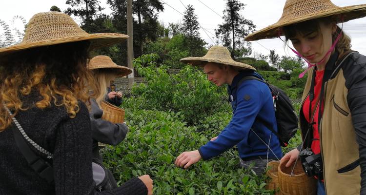 Group of people harvesting tea leaves in a plantation.