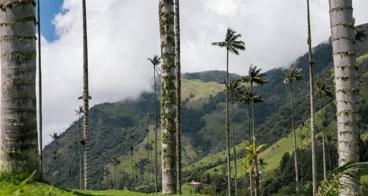 Las imponentes palmas de cera se elevan desde laderas verdes exuberantes y montañas brumosas en el Valle de Cocora de Colombia.