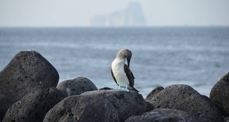 Galápagos Aventure Express : Nature sauvage et faune - G Adventures 1