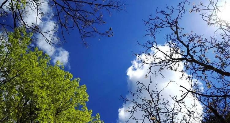 Zicht op blauwe lucht door boomtakken.