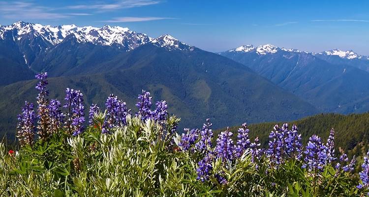 Circuit "Best of Olympic and Rainier" - en anglais - Wildland Trekking 4