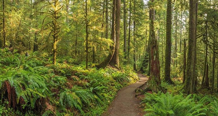 Circuit "Best of Olympic and Rainier" - en anglais - Wildland Trekking 2