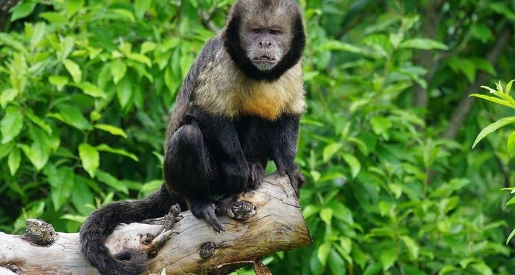 Collpa de Guacamayos et lac Sandoval 4J/3N - CondeTravel 2