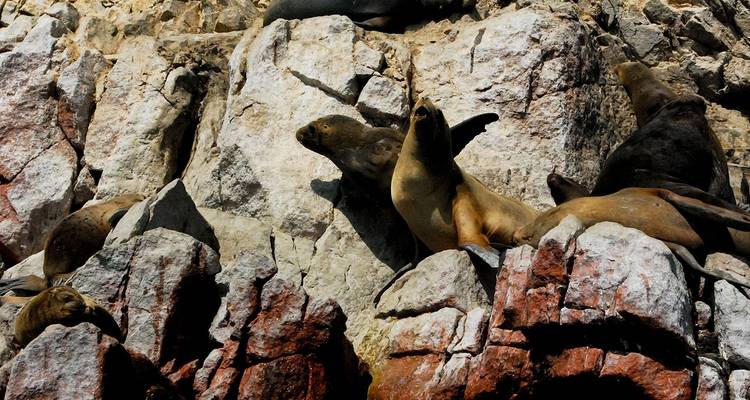Otaries se reposant sur des falaises rocheuses.