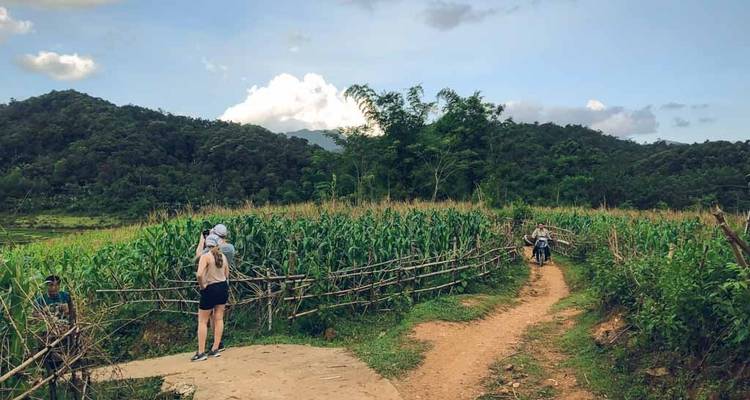 People walking through cornfields in rural Vietnam.