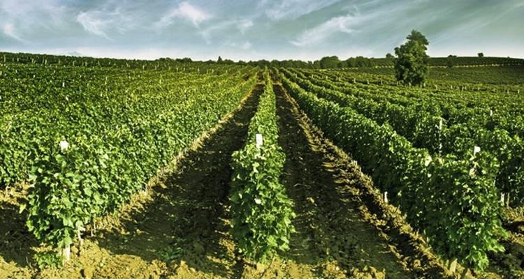 Macedonia wine tour - Experience Balkan 3