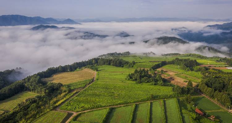 Luftaufnahme von grünen Feldern mit nebelbedeckten Bergen im Hintergrund.