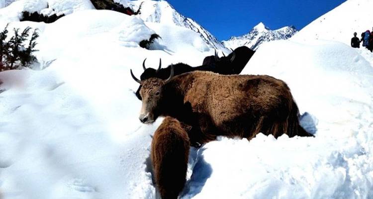 Trek du lac Tilicho et du col du Thorong la 17 jours - Adventure Himalayan Travels 4