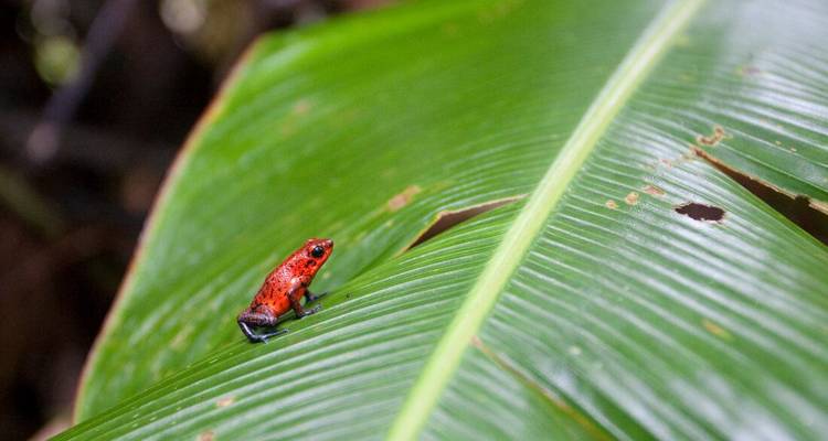 Une petite grenouille rouge perchée sur une grande feuille verte.