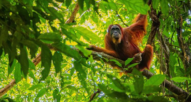 Orang-oetan in zijn natuurlijke habitat in het bladerdak van het regenwoud.