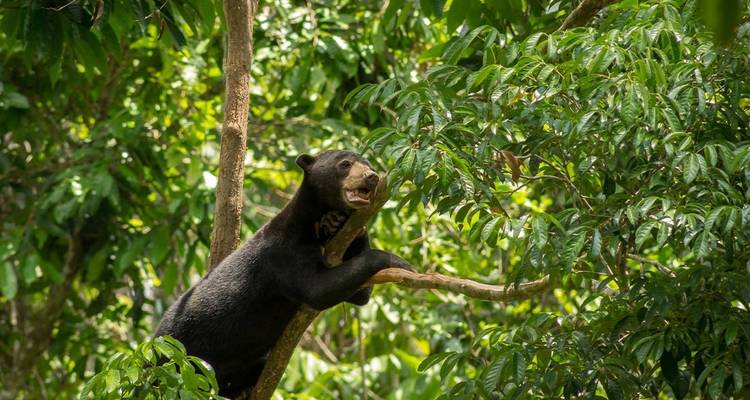 Classic Borneo (including Kinabatangan Wildlife Sanctuary) - Intrepid Travel 10