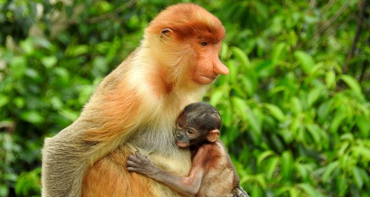 Neusaap die zijn baby vasthoudt in het regenwoud.