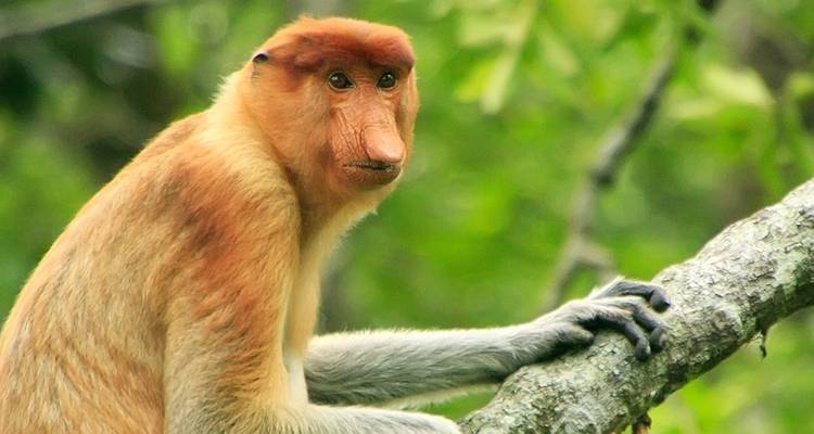 Classic Borneo (including Kinabatangan Wildlife Sanctuary) - Intrepid Travel 6