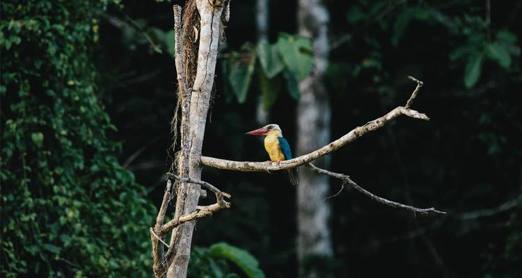 Classic Borneo (including Kinabatangan Wildlife Sanctuary) - Intrepid Travel 4