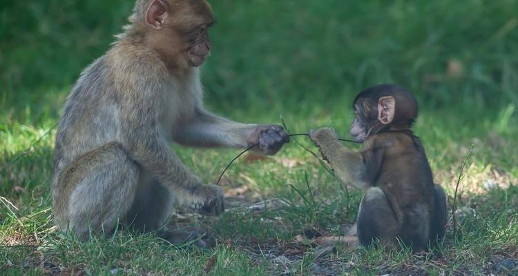Twee apen die speels met elkaar omgaan in een grasrijk gebied.