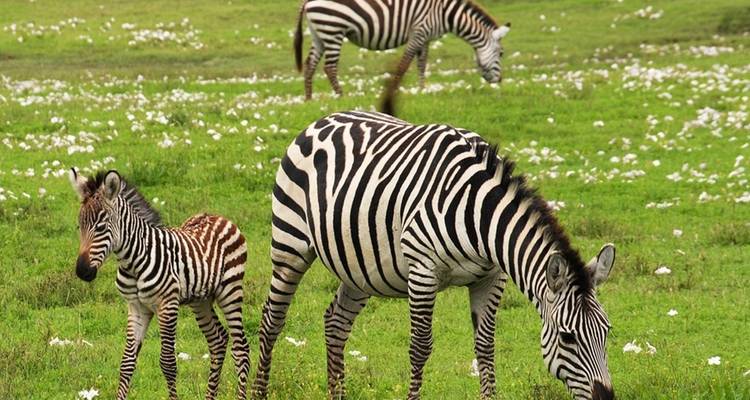 Zebra's grazend in een veld met bloemen.