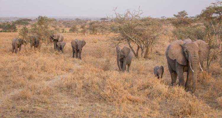 Serengeti et Kilimandjaro - Intrepid Travel 6