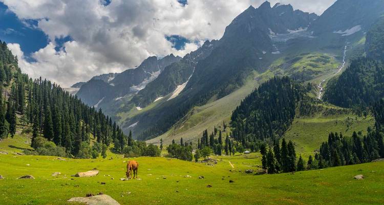 Un cheval brun solitaire broute dans une prairie alpine luxuriante entourée de forêts de conifères et de pics déchiquetés.