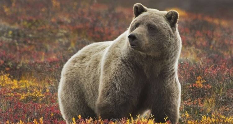 Outdoor Alaska - Explore! 9