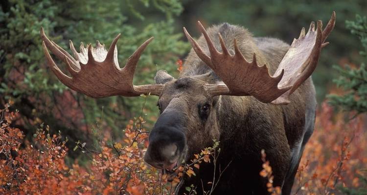 Outdoor Alaska - Explore! 7