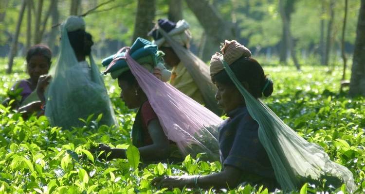 Highlights of Assam and Nagaland (Hornbill Festival) - Explore! 8