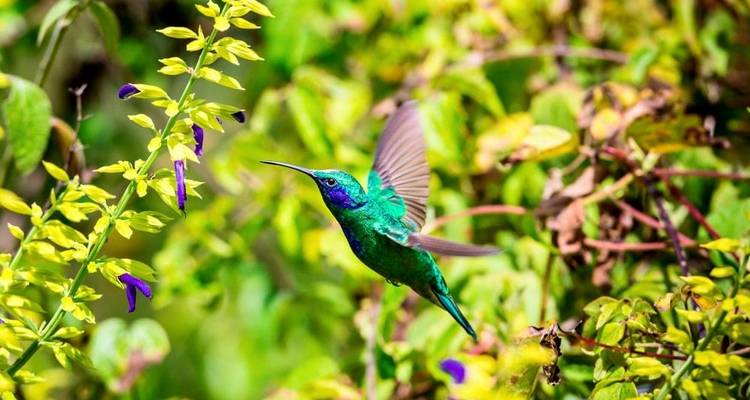 Highlights of Costa Rica - Explore! 7