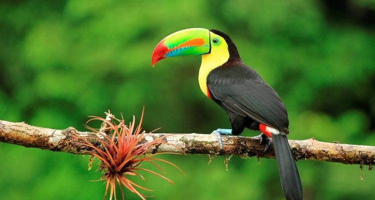 Highlights of Costa Rica - Explore! 3