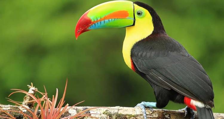 Toucan à bec carené vibrant perché sur une branche sur fond de jungle luxuriante verdoyante au Costa Rica.
