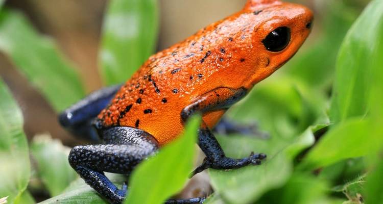 Les points forts du Costa Rica - Explore! 4