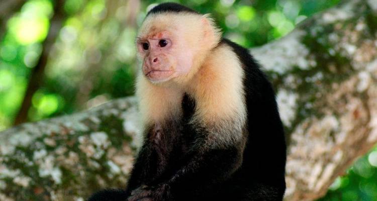 Lo mejor de Costa Rica + extensión de playa - Explore! 3