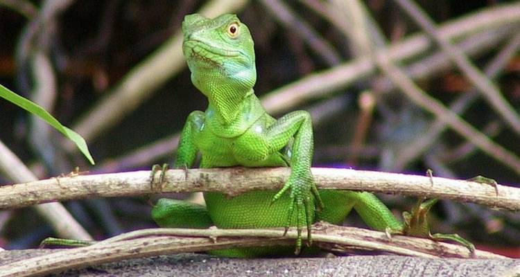 Lo mejor de Costa Rica + extensión de playa - Explore! 9