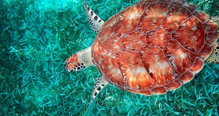 Découvrez le Belize - Explore! 8