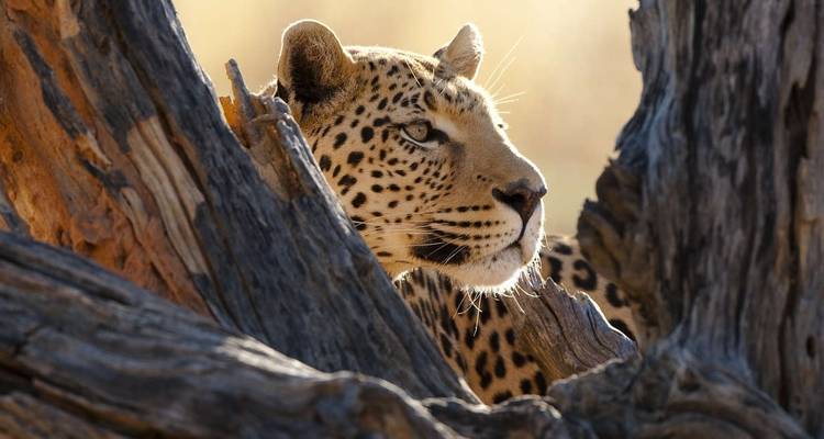 Botswana Wildlife Safari - Explore! 1