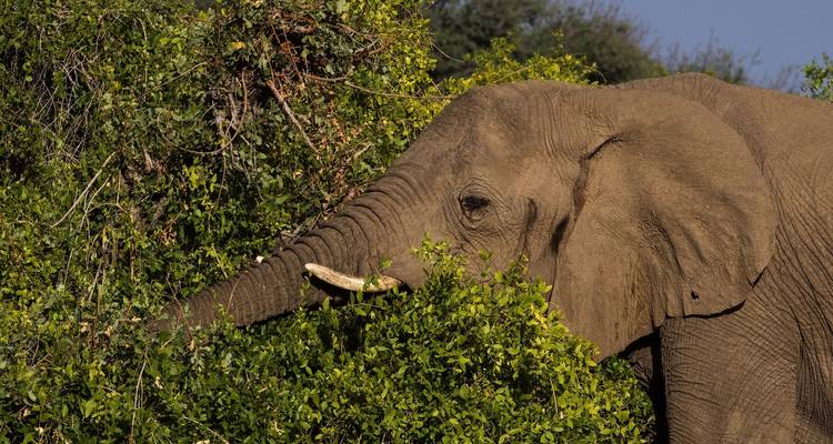 Un éléphant partiellement obscurci par un feuillage vert luxuriant.