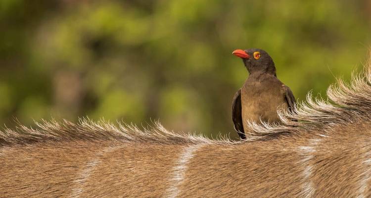 Botswana Wildlife Safari - Explore! 3