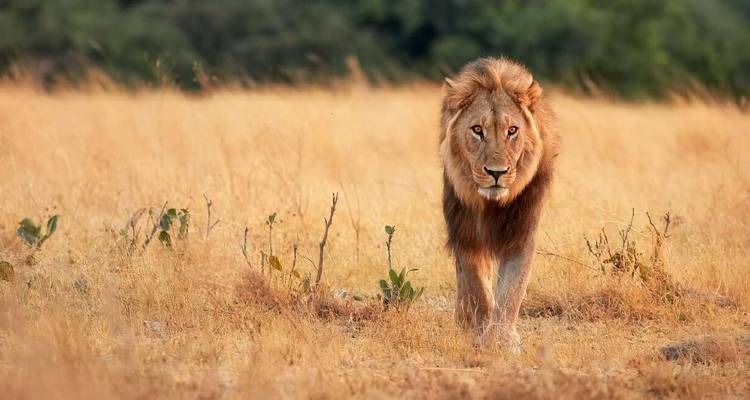 Botswana Wildlife Safari - Explore! 4