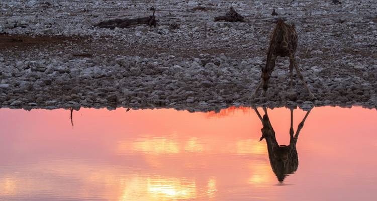 Girafe buvant à un point d'eau au coucher du soleil.