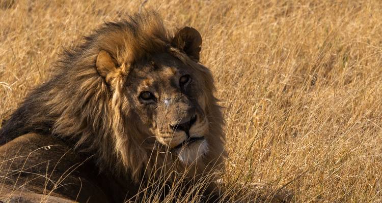 Lion mâle regardant vers le haut tout en étant allongé dans l'herbe.