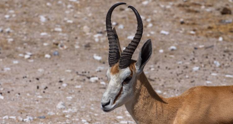 Gros plan d'une antilope aux cornes courbées.