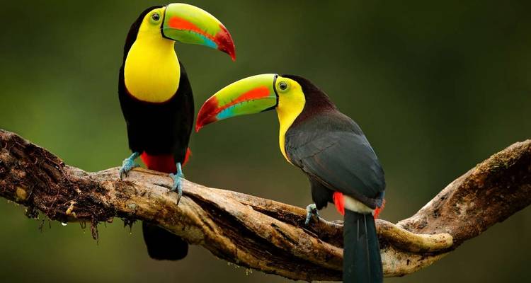 Central American Highlights - Explore! 4