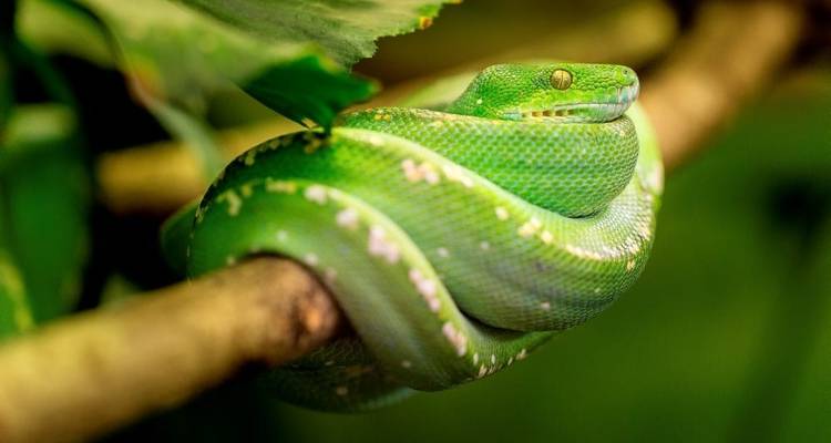 Circuit de la faune et de la flore au Costa Rica - Explore! 6