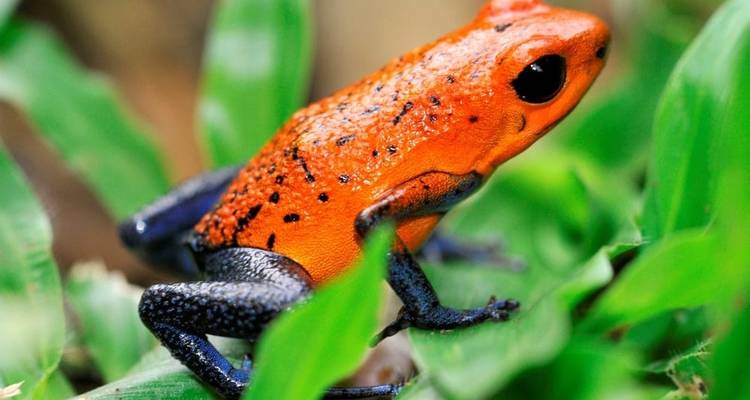 Circuit de la faune et de la flore au Costa Rica - Explore! 10