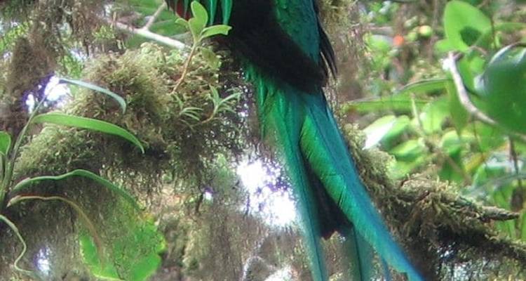 Circuit de la faune et de la flore au Costa Rica - Explore! 8