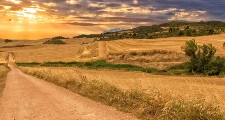Scène répétée d'un sentier rural en terre battue traversant des champs ondulants aux teintes dorées sous un ciel de coucher de soleil lumineux.