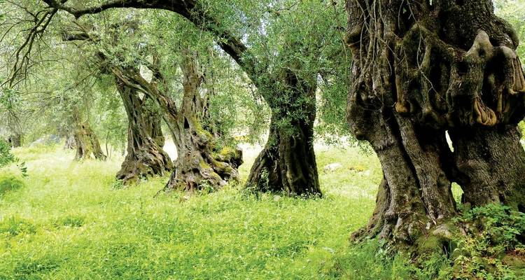Trek sur le sentier de Corfou - sud - Explore! 10
